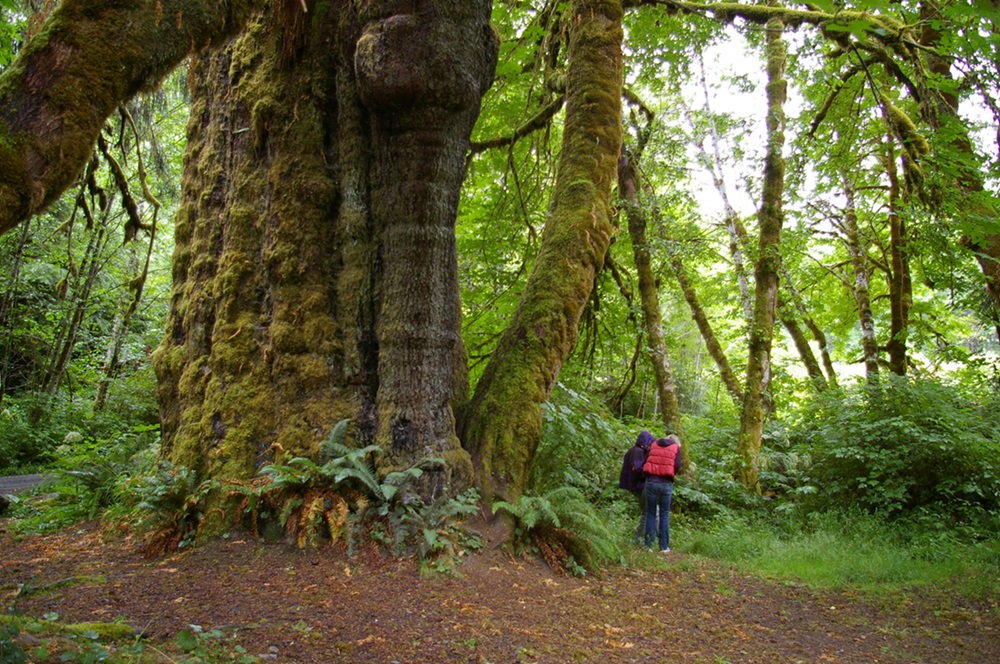 The San Juan Sitka Spruce in Canada Very large spruce trunk.