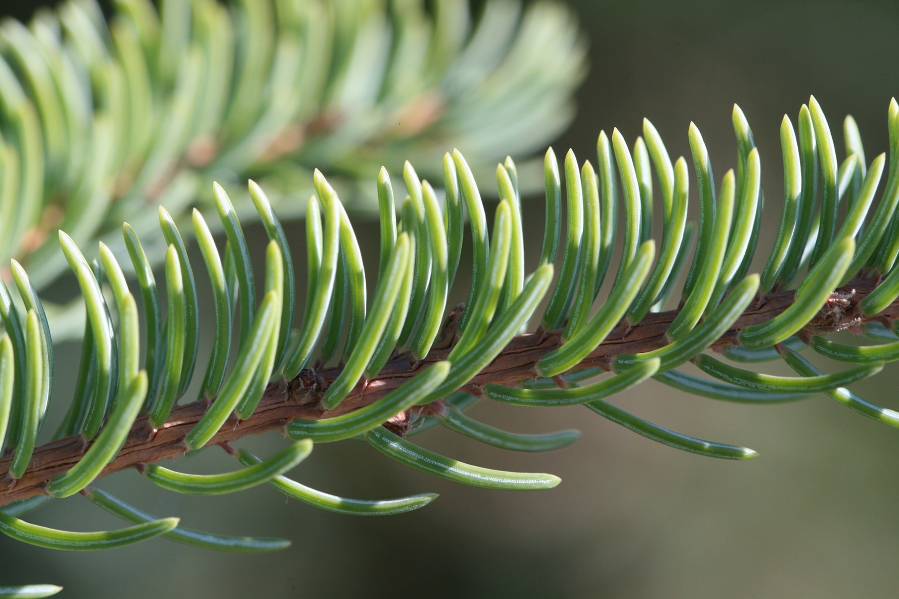 <p>Black Spruce (Picea mariana) Needles in Yukon</p> Close-up of spruce needles