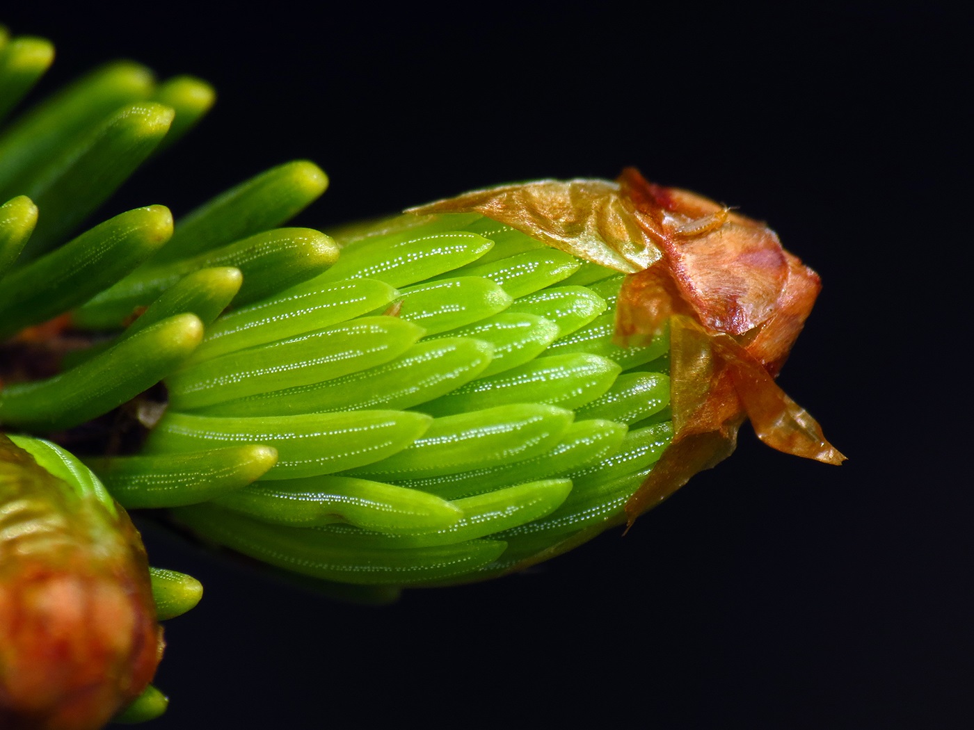 Red Spruce Bud Close-up of spruce bud.