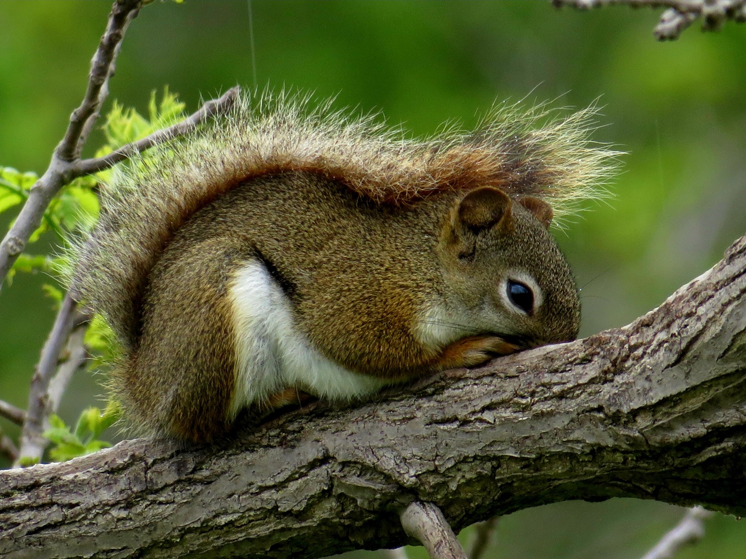Squirrel Species In Canada The Canadian Encyclopedia