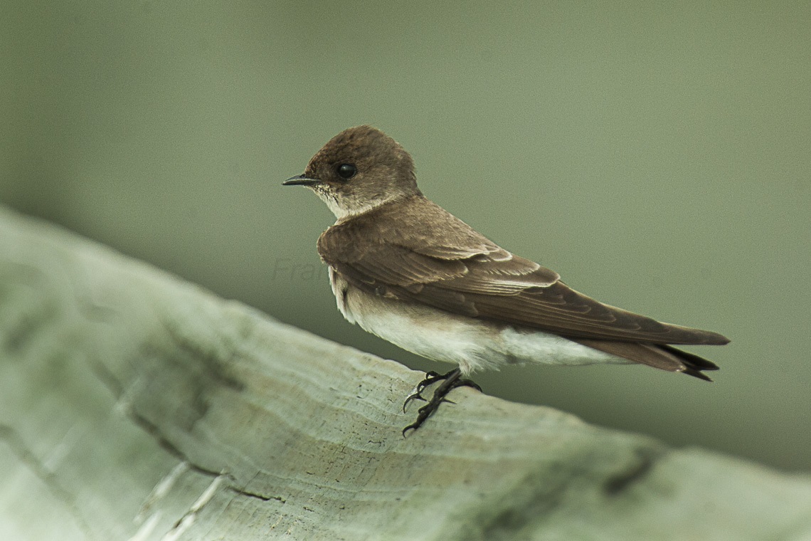 Bank Swallow Small brown and white bird.