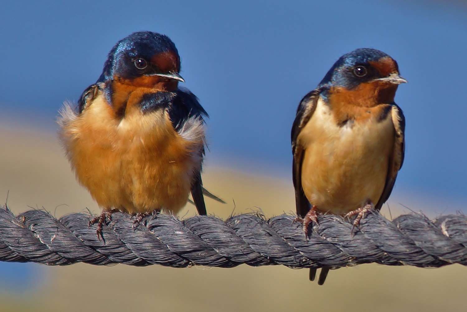 Barn Swallow Two barn swallows on a wire.