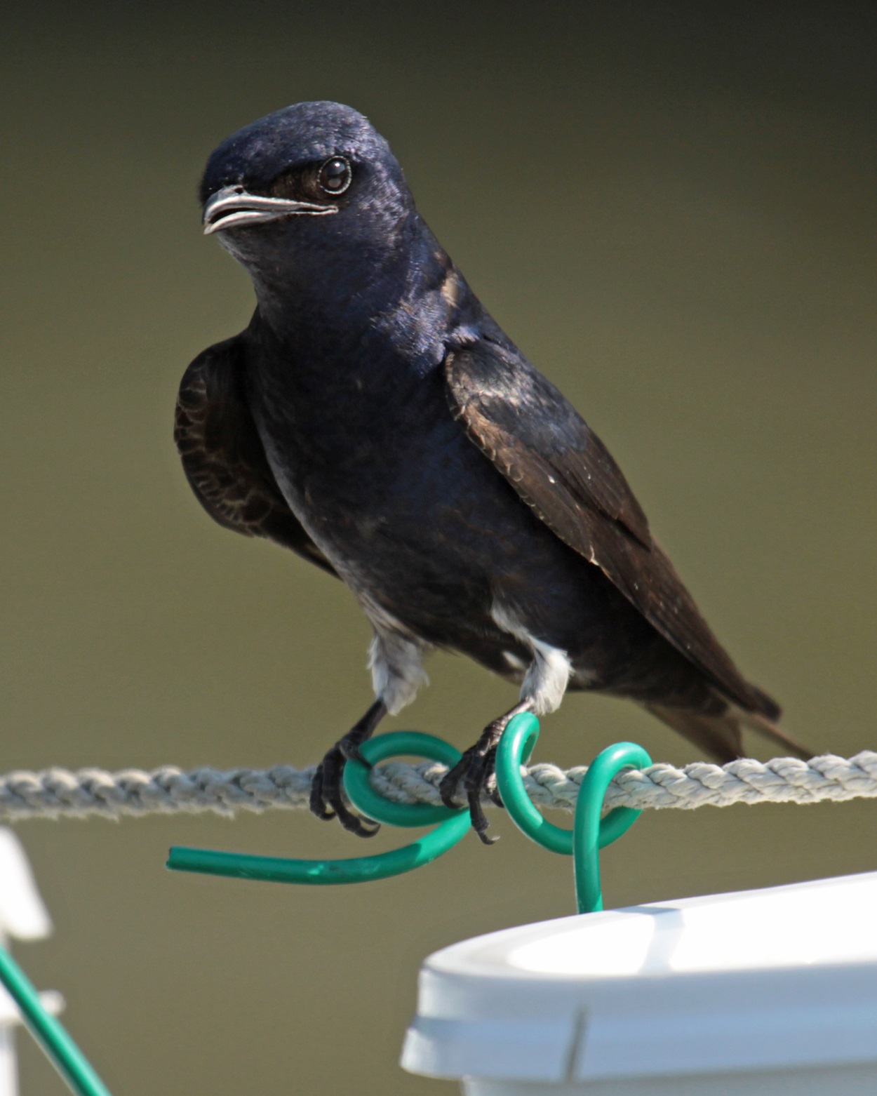 Purple Martin Dark passerine bird on a wire.