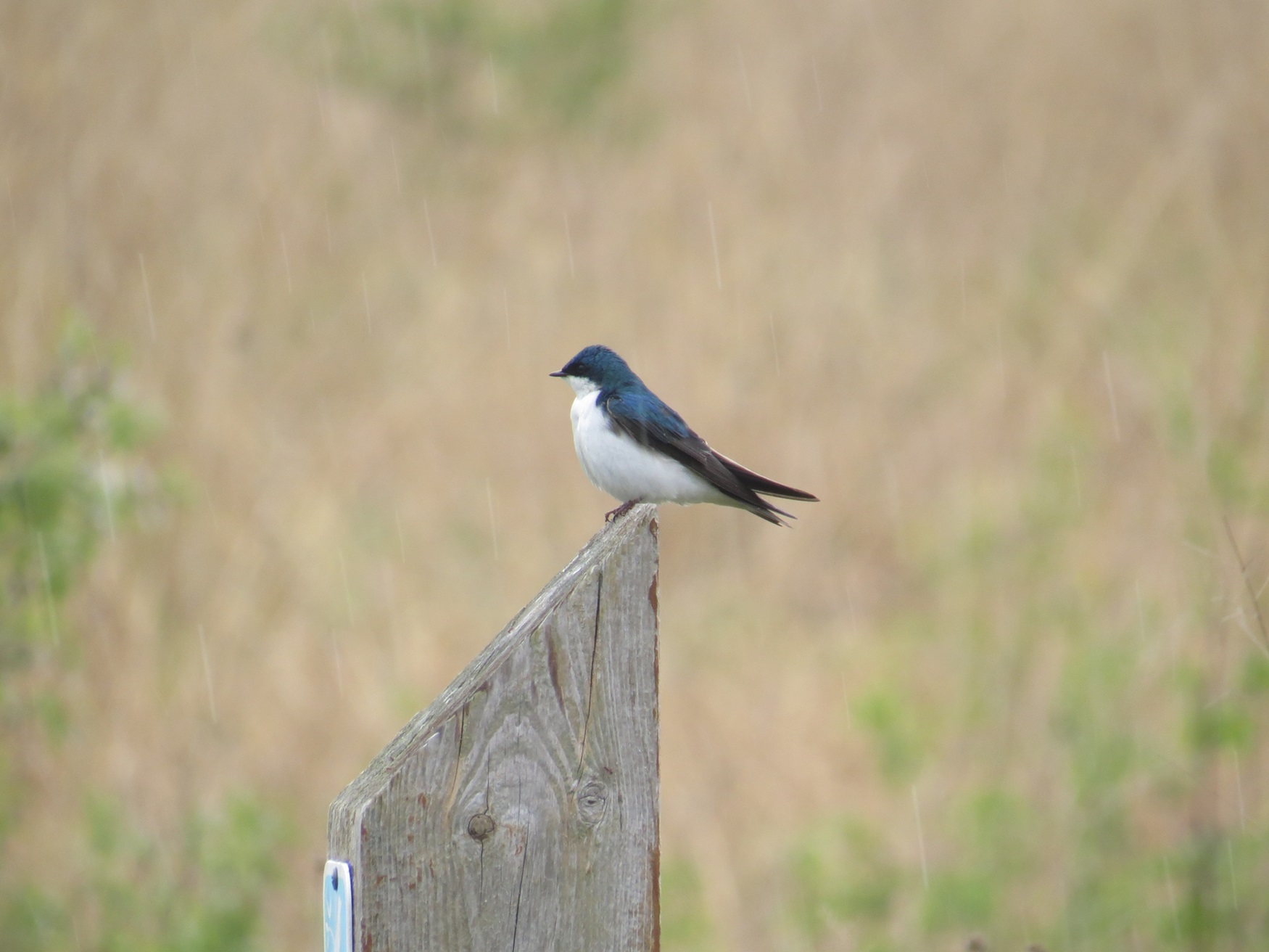 Tree Swallow Small bird perched on a post in a field.