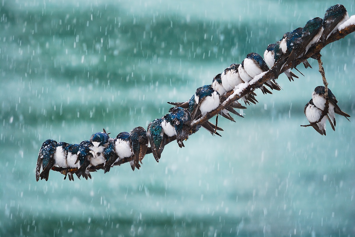 Tree Swallows in Snowstorm Two dozen swallows perched close together on a branch during a snowstorm.
