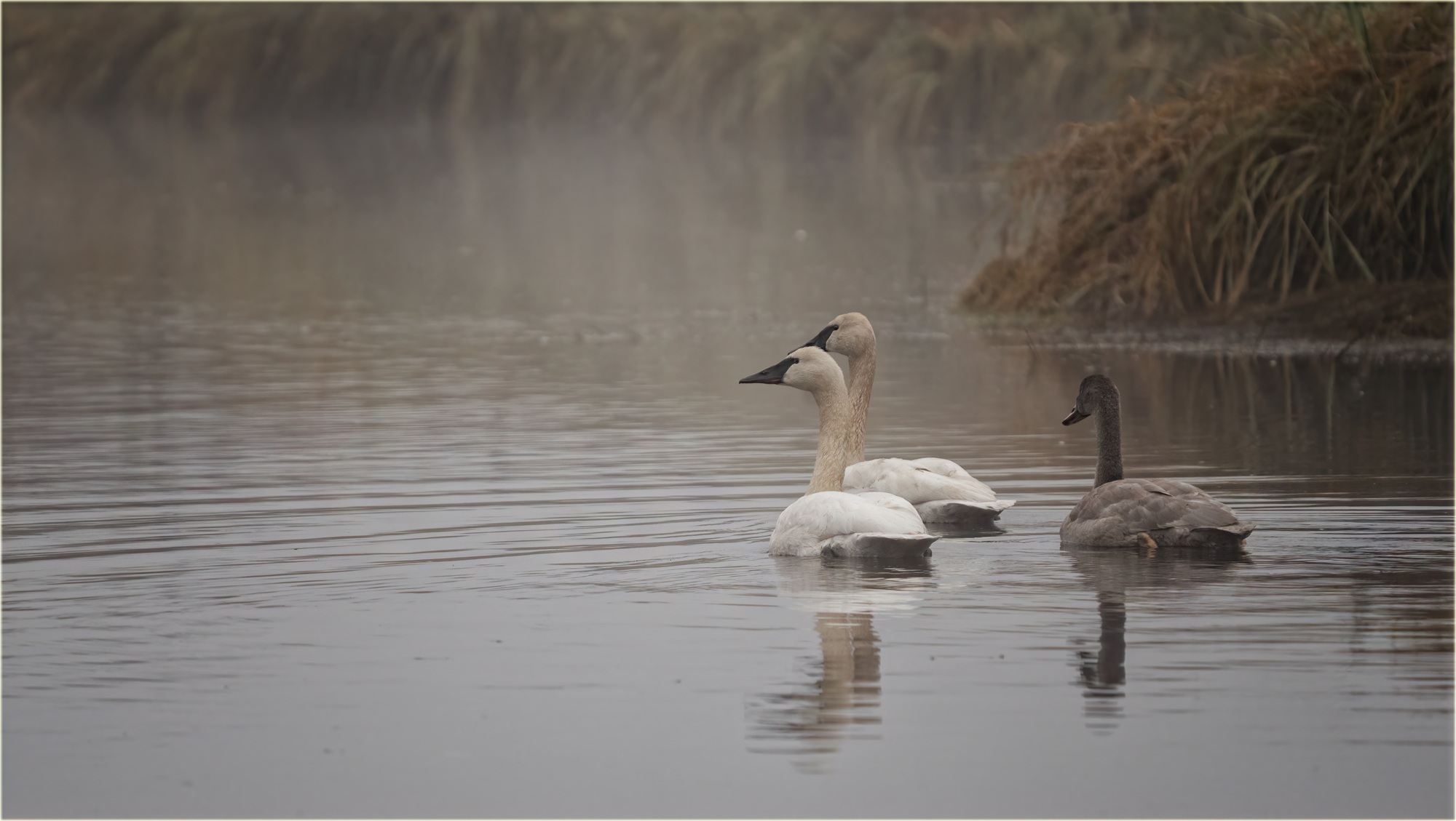 Cygne