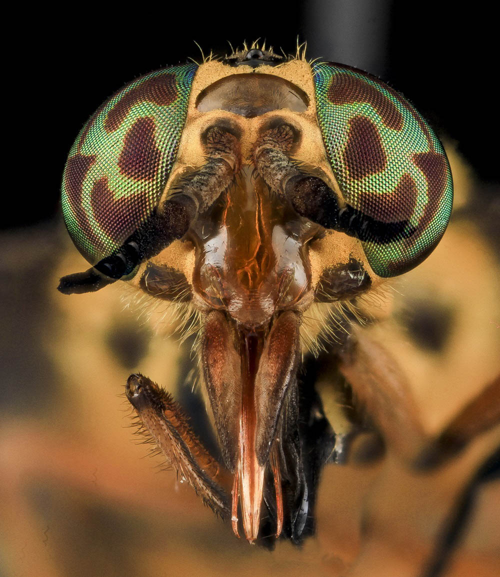 Deer Fly Close-up of deer fly eyes.