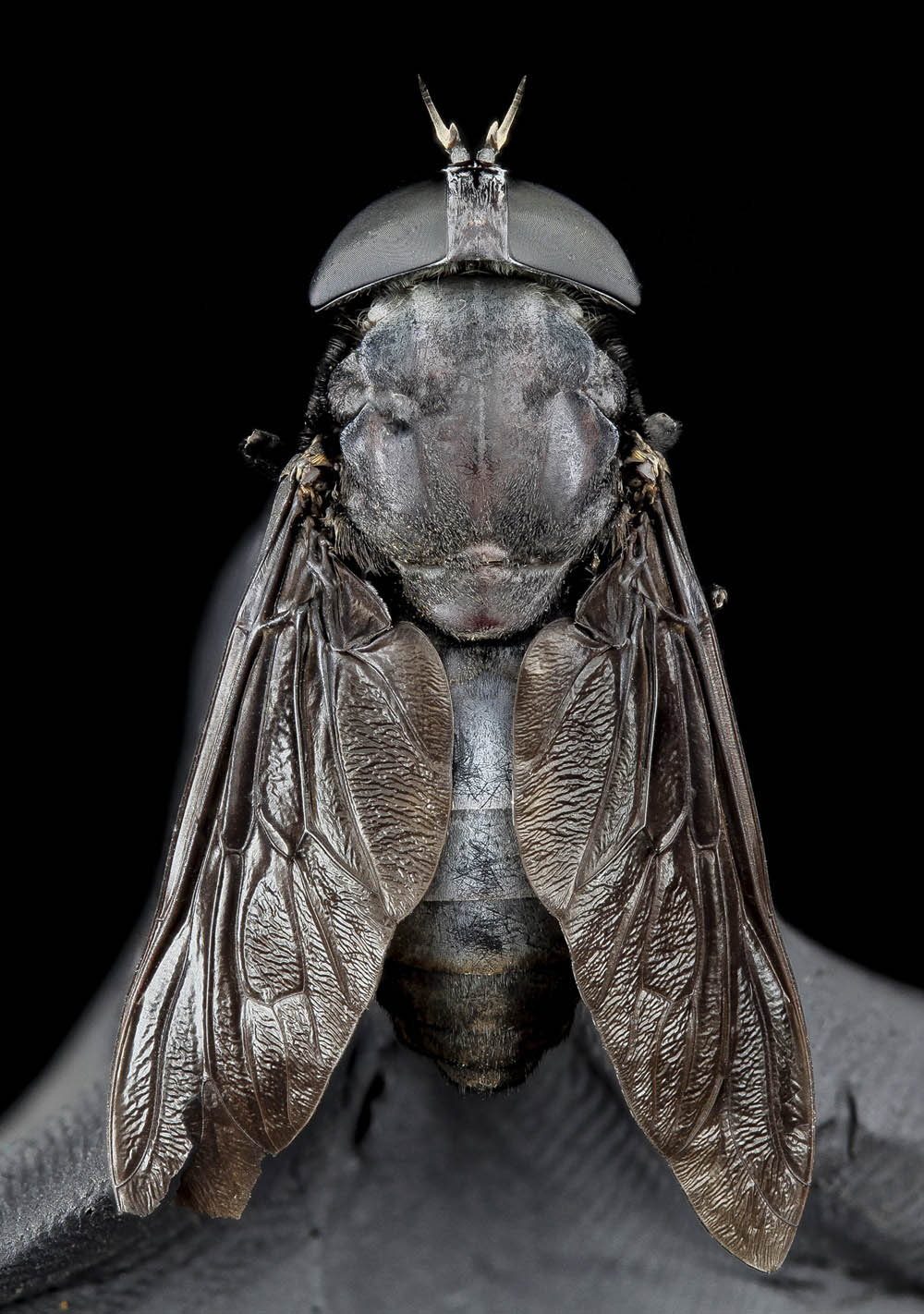 Horse Fly Dorsal view of a horse fly.