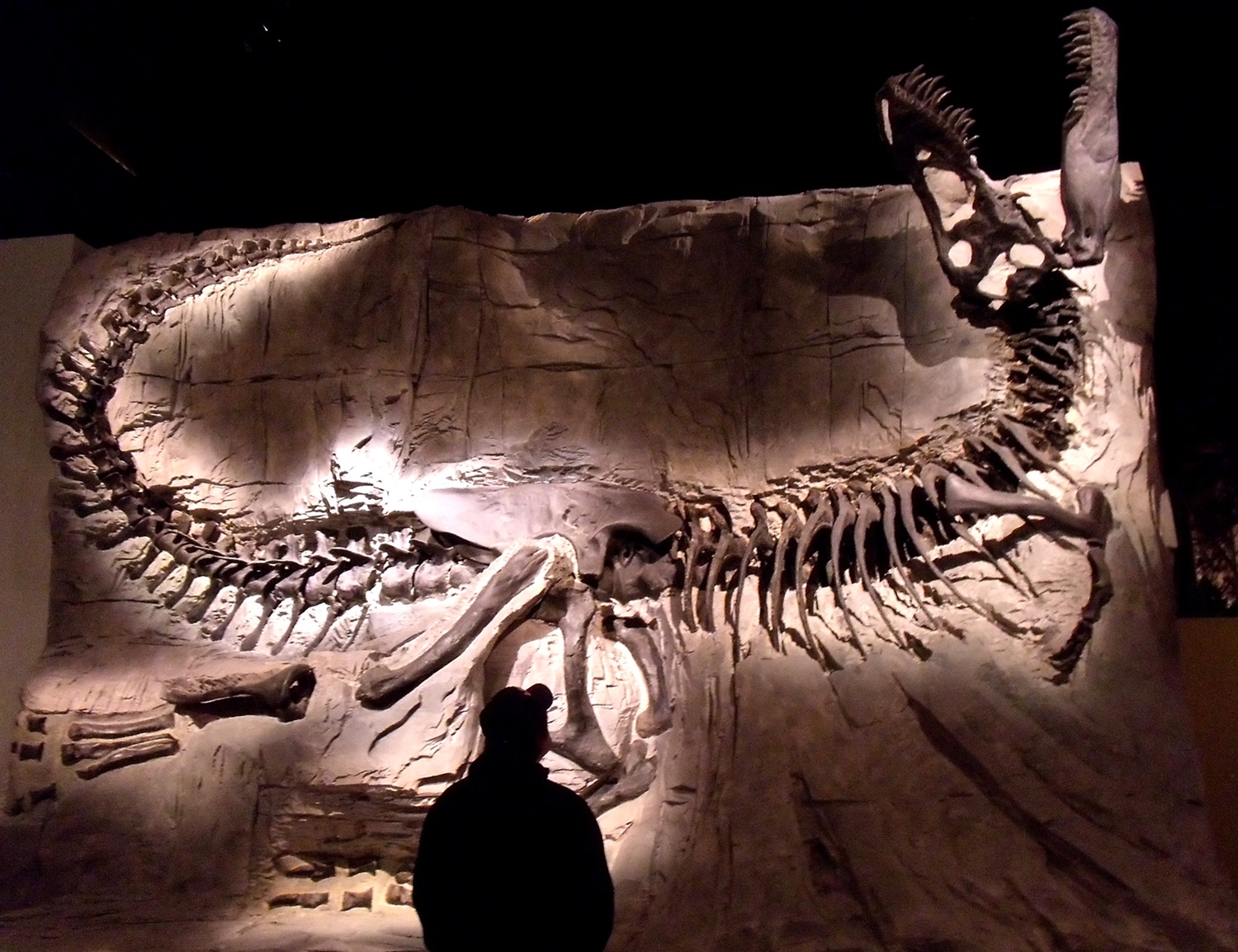 <p>“Black Beauty,” <em>T. rex</em> at the Royal Tyrell Museum</p> T. rex fossil in museum.