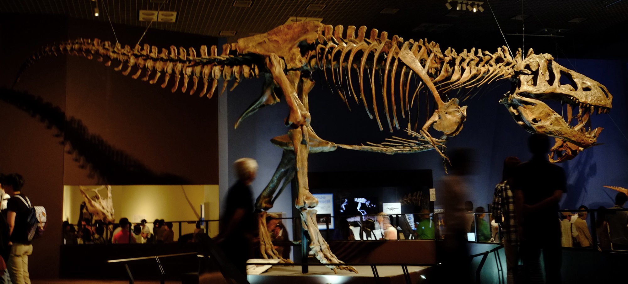 “Scotty,” the T. rex T. rex fossil in a museum.