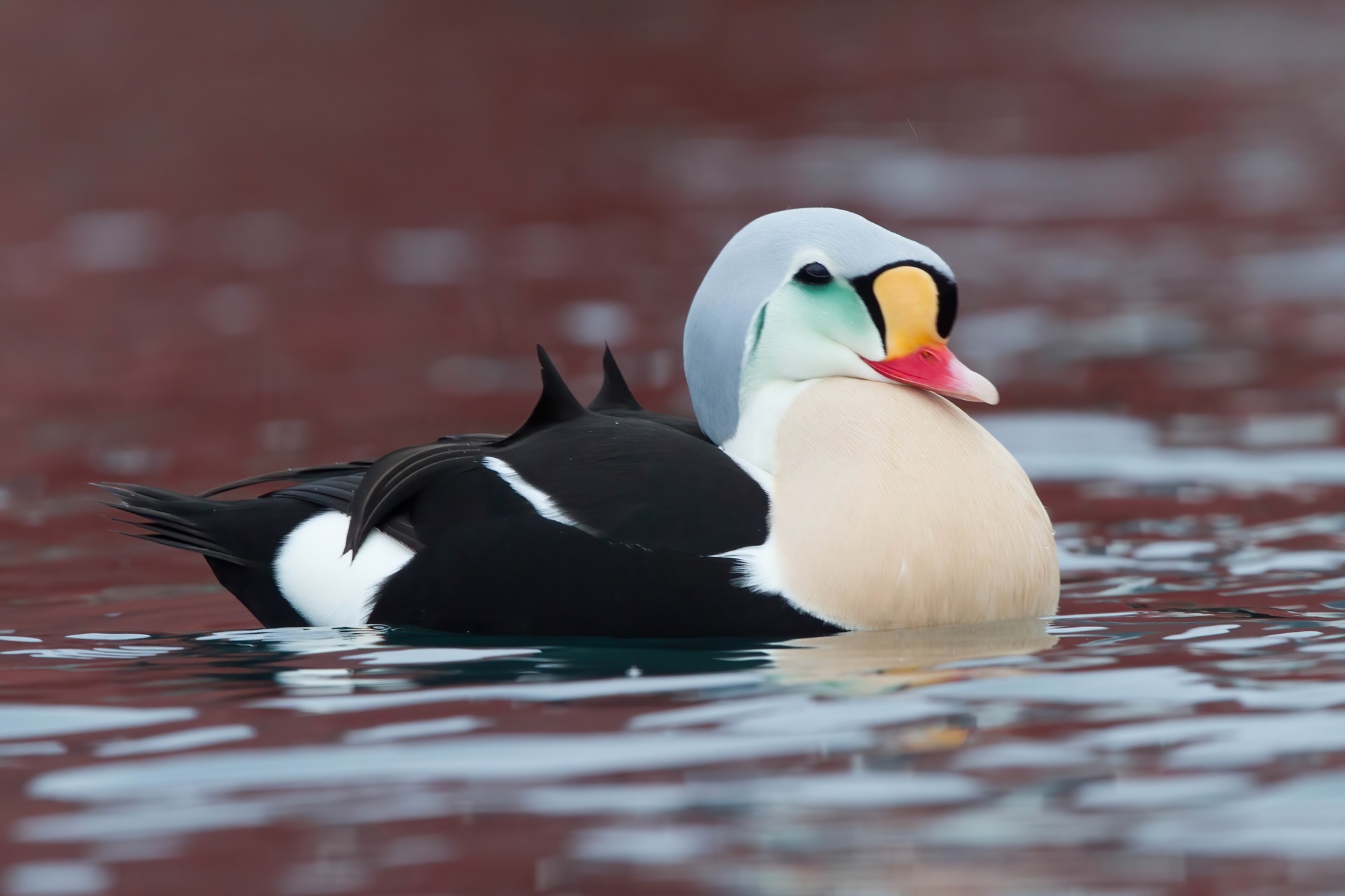 Oiseau de mer aux couleurs vives sur l’eau.