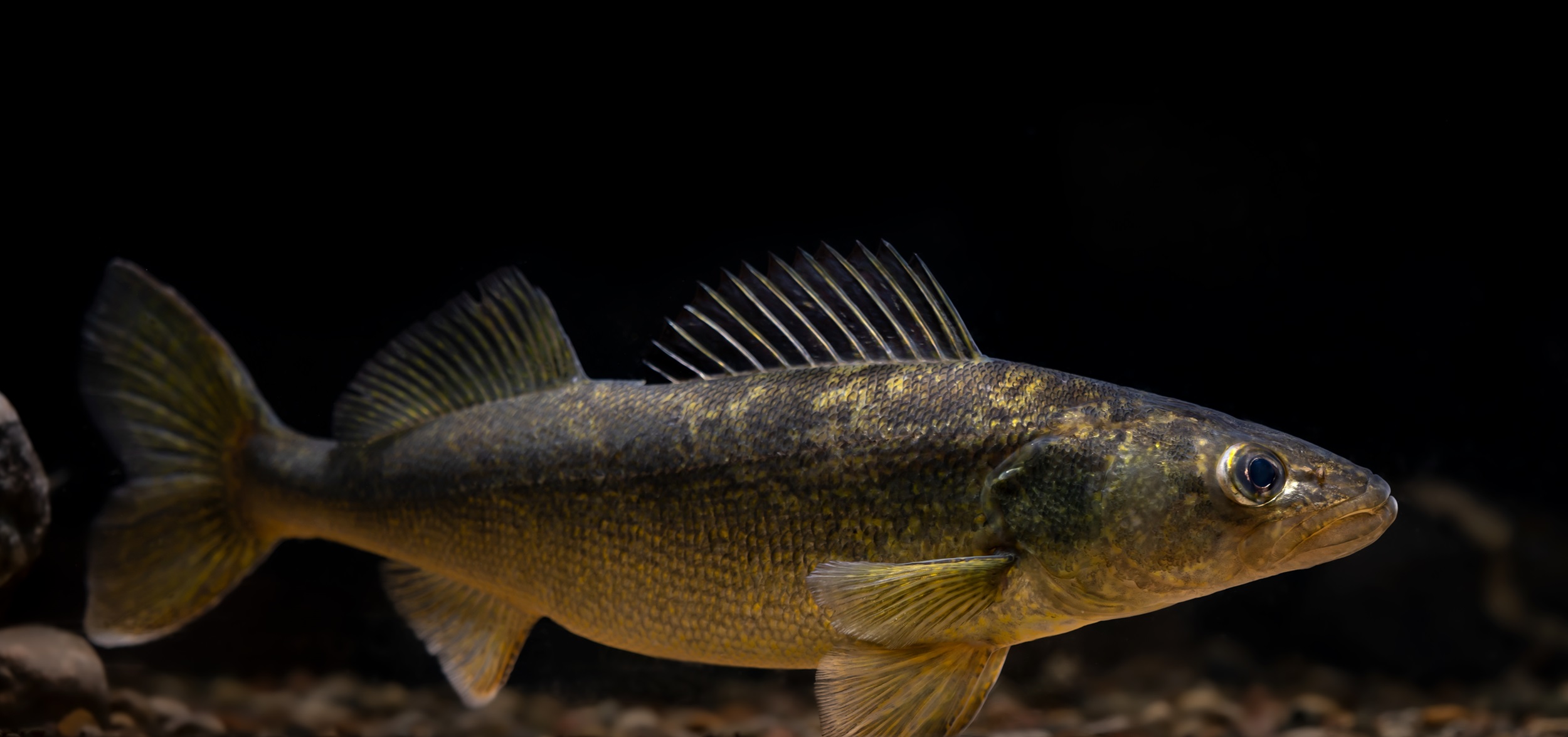 Walleye Walleye against a black background.
