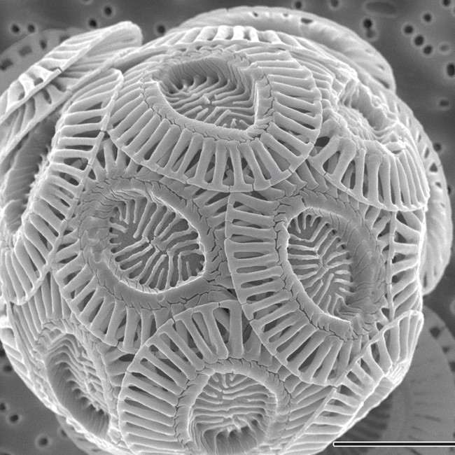Coccolithophore Coccolithophore as seen through an electron microscope.