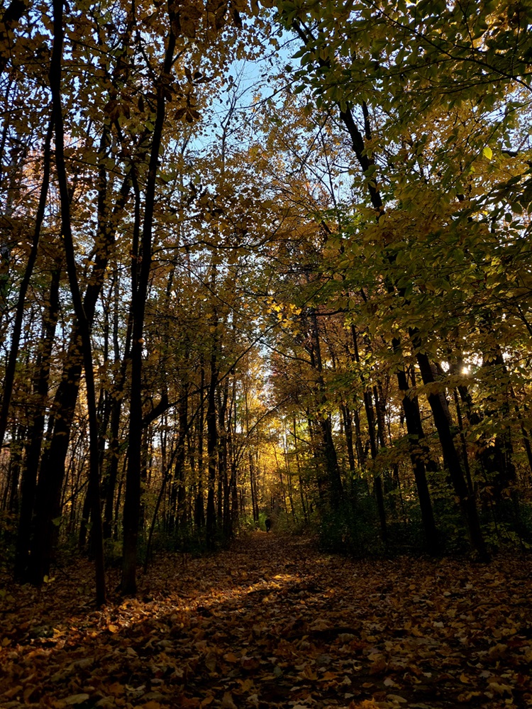 Morgan Arboretum Trees in the fall.