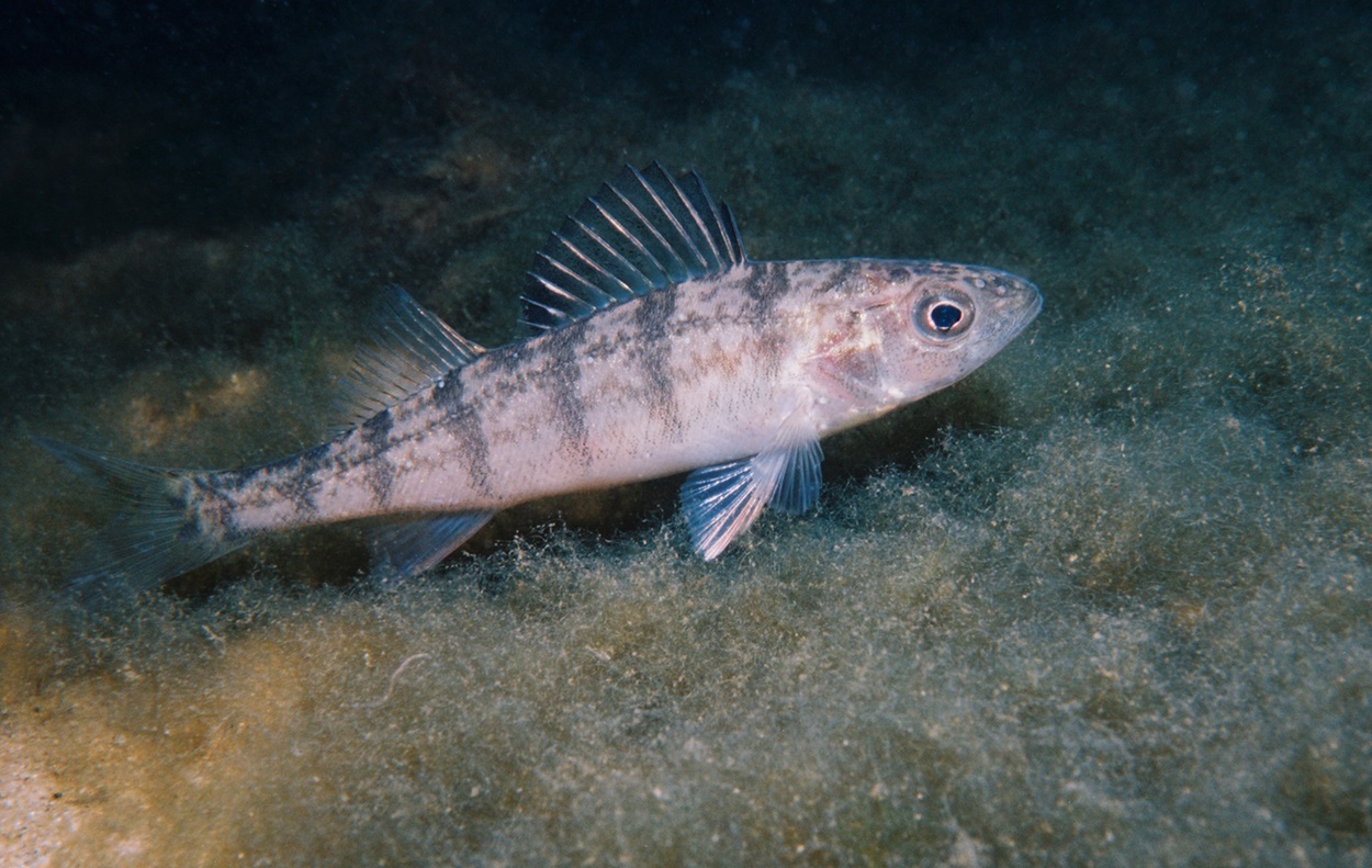 Juvenile Yellow Perch Young perch swimming.