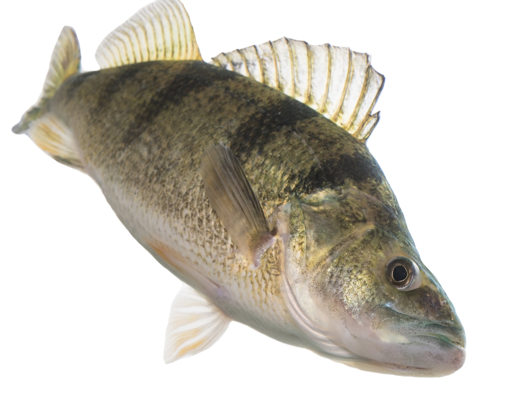 Yellow Perch Perch against a white background.